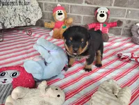 Autumn , a female Rottweiler for sale in Spencerville, IN – 7 of 8