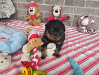 Willow , a female Rottweiler for sale in Spencerville, IN – 2 of 6