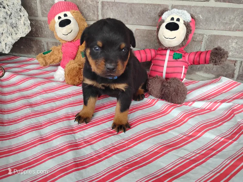 Bubby – Rottweiler puppy for sale in Spencerville, IN