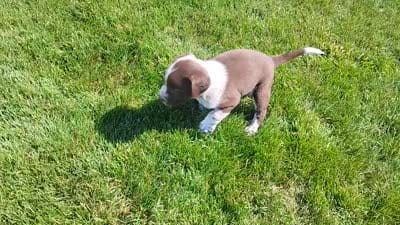 Owen , a male Australian Cattle Dog and German Shorthaired Pointer for sale in Spencerville, IN – 10 of 10