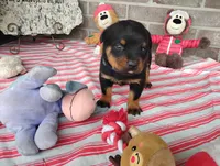 Bubby, a male Rottweiler for sale in Spencerville, IN – 4 of 7