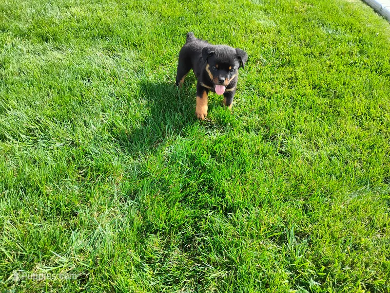 Willow  – Rottweiler puppy for sale in Spencerville, IN