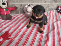 Autumn , a female Rottweiler for sale in Spencerville, IN – 2 of 8