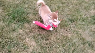 Remy , a male Siberian Husky for sale in Spencerville, IN – 9 of 9