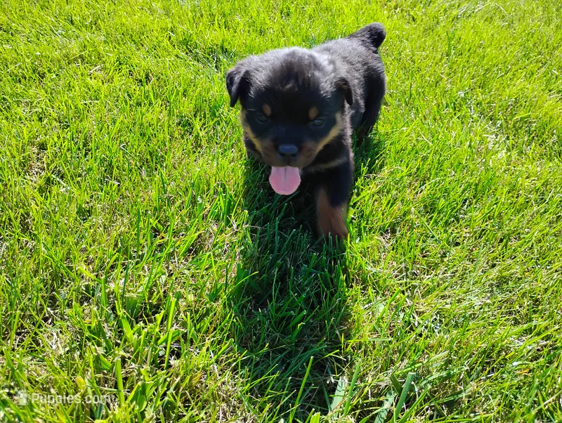 Willow  – Rottweiler puppy for sale in Spencerville, IN