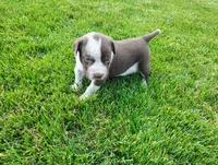 Owen , a male Australian Cattle Dog and German Shorthaired Pointer for sale in Spencerville, IN – 6 of 10