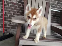 Nash , a male Siberian Husky for sale in Spencerville, IN – 3 of 8