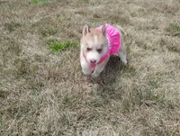 Rose , a female Siberian Husky for sale in Spencerville, IN – 7 of 10