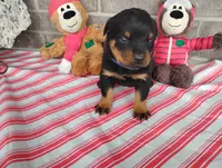Bubby, a male Rottweiler for sale in Spencerville, IN – 6 of 7
