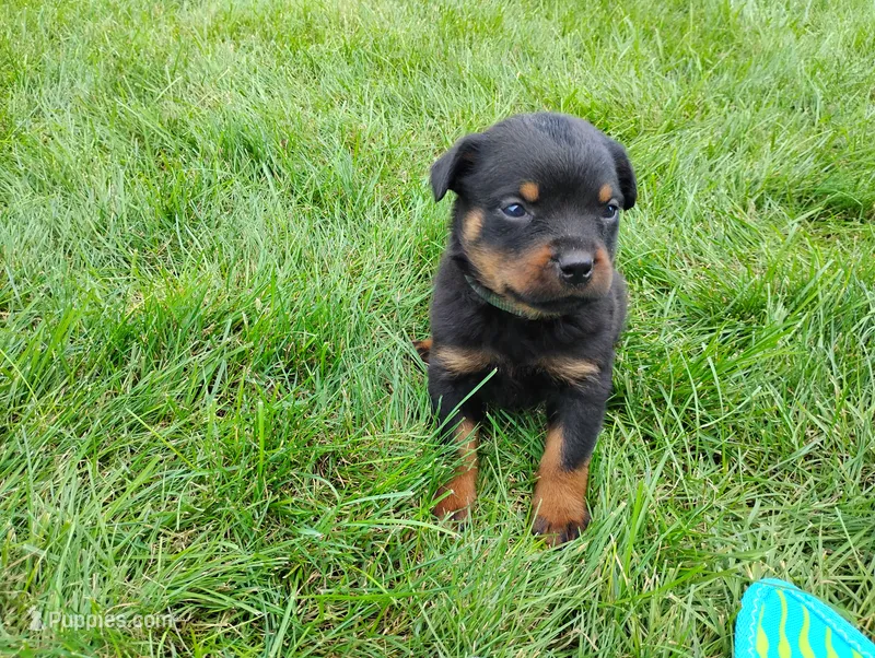 Tabby  – Rottweiler puppy for sale in Spencerville, IN