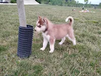 Regi, a male Siberian Husky for sale in Spencerville, IN – 2 of 9