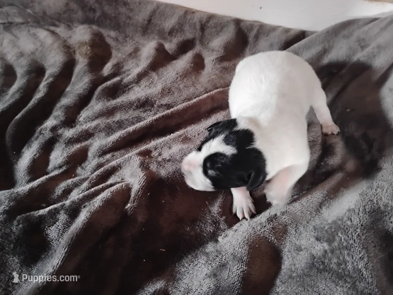 Omery  – Australian Cattle Dog, German Shorthaired Pointer puppy for sale in Spencerville, IN