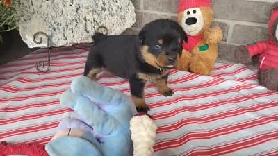 Autumn , a female Rottweiler for sale in Spencerville, IN – 8 of 8