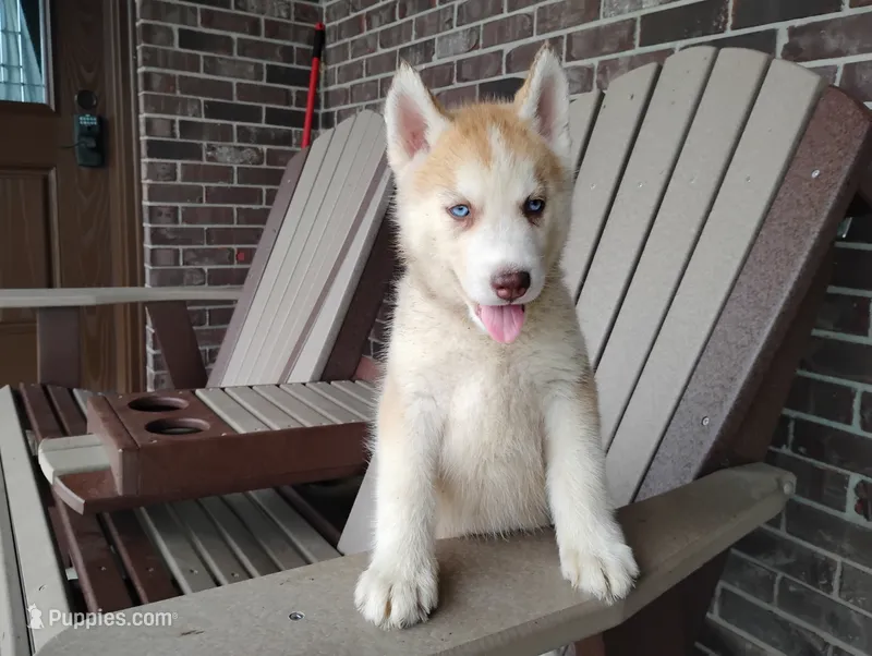 Rose  – Siberian Husky puppy for sale in Spencerville, IN