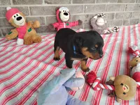 Bubby, a male Rottweiler for sale in Spencerville, IN – 5 of 7