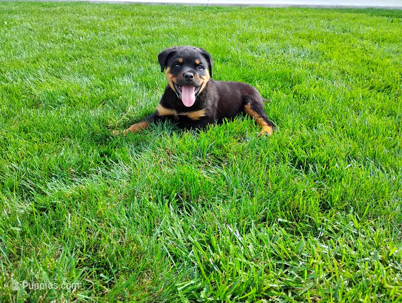 Ninja  – Rottweiler puppy for sale in Spencerville, IN