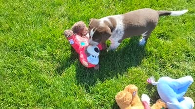 Oakly , a female Australian Cattle Dog and German Shorthaired Pointer for sale in Spencerville, IN – 10 of 10