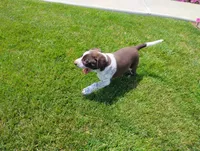 Oakly , a female Australian Cattle Dog and German Shorthaired Pointer for sale in Spencerville, IN – 4 of 10