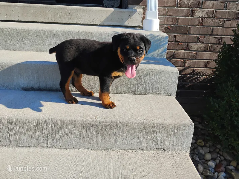 Ninja  – Rottweiler puppy for sale in Spencerville, IN