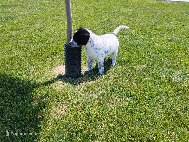 Omery  – Australian Cattle Dog, German Shorthaired Pointer puppy for sale in Spencerville, IN