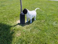 Omery , a male Australian Cattle Dog and German Shorthaired Pointer for sale in Spencerville, IN – 1 of 10