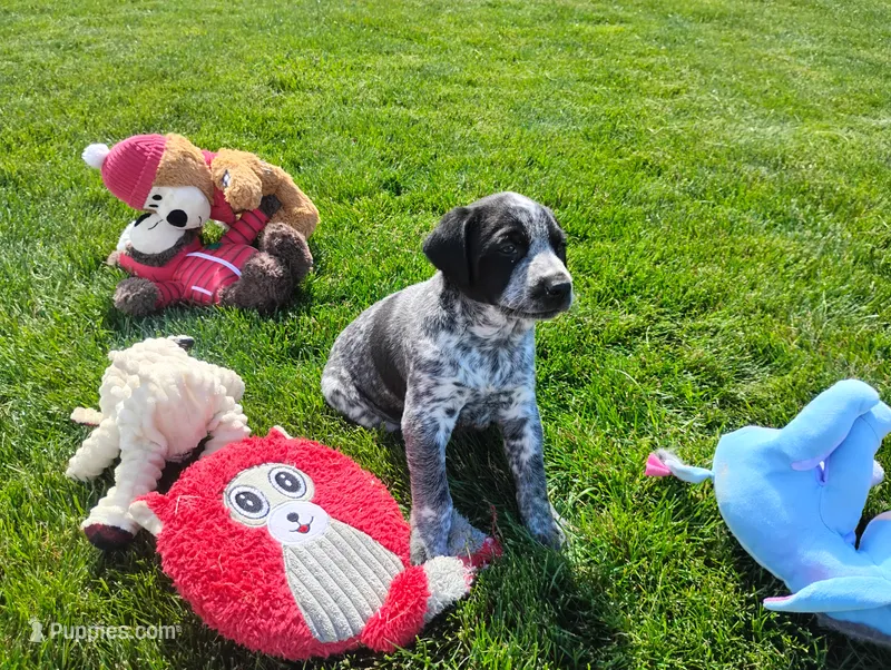 Olivia  – Australian Cattle Dog, German Shorthaired Pointer puppy for sale in Spencerville, IN