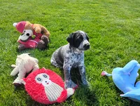 Olivia , a female Australian Cattle Dog and German Shorthaired Pointer for sale in Spencerville, IN – 2 of 10