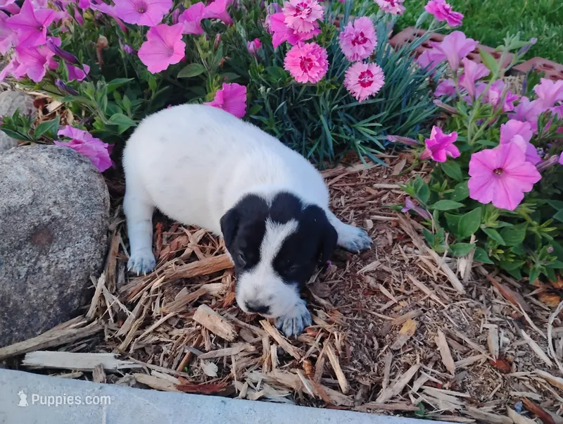 Omery  – Australian Cattle Dog, German Shorthaired Pointer puppy for sale in Spencerville, IN