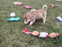 Remy , a male Siberian Husky for sale in Spencerville, IN – 4 of 9