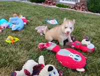 Rose , a female Siberian Husky for sale in Spencerville, IN – 4 of 10