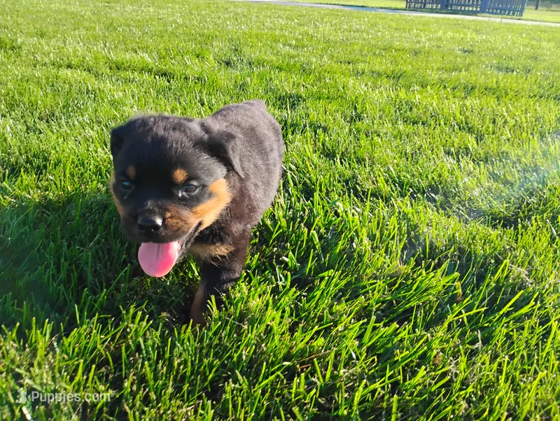 Ninja  – Rottweiler puppy for sale in Spencerville, IN