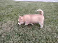 Rose , a female Siberian Husky for sale in Spencerville, IN – 5 of 10