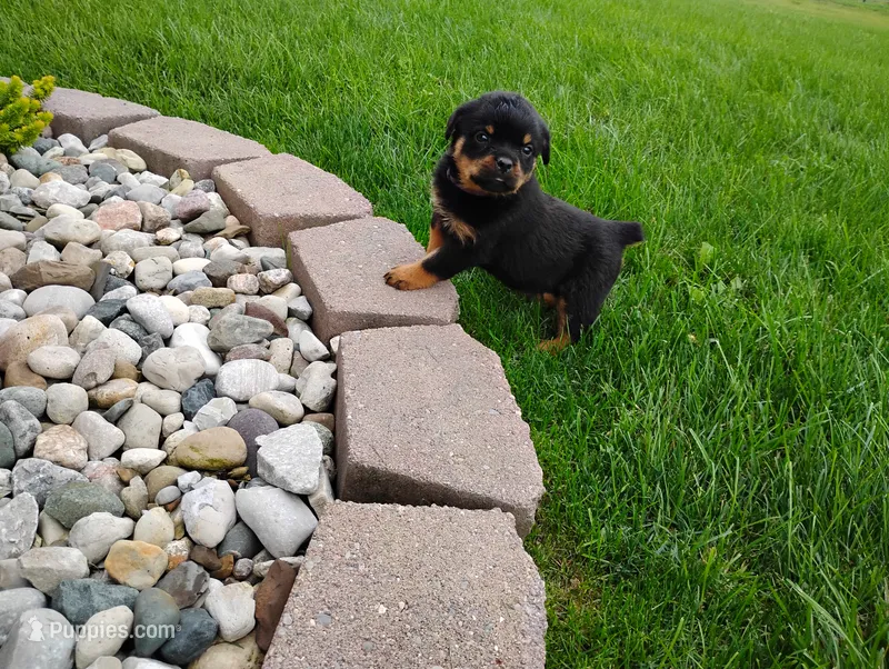 Kassy  – Rottweiler puppy for sale in Spencerville, IN