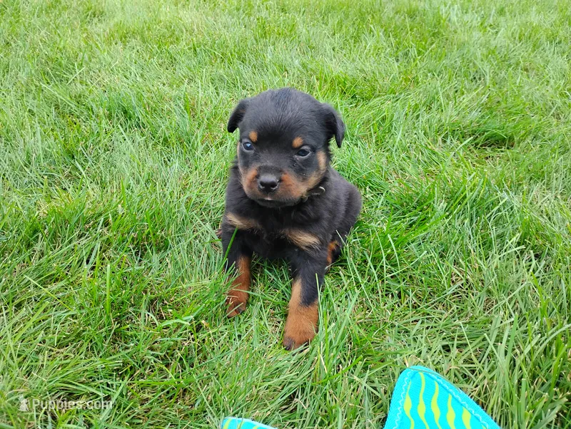 Tabby  – Rottweiler puppy for sale in Spencerville, IN