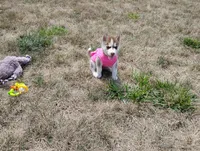Regi, a male Siberian Husky for sale in Spencerville, IN – 4 of 9