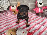 Tabby , a male Rottweiler for sale in Spencerville, IN – 5 of 6