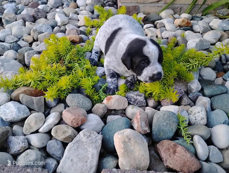 Olivia  – Australian Cattle Dog, German Shorthaired Pointer puppy for sale in Spencerville, IN