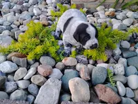 Olivia , a female Australian Cattle Dog and German Shorthaired Pointer for sale in Spencerville, IN – 7 of 10
