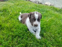Oakly , a female Australian Cattle Dog and German Shorthaired Pointer for sale in Spencerville, IN – 7 of 10