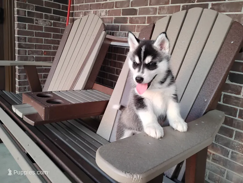 Avery  – Siberian Husky puppy for sale in Spencerville, IN