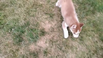Regi, a male Siberian Husky for sale in Spencerville, IN – 9 of 9