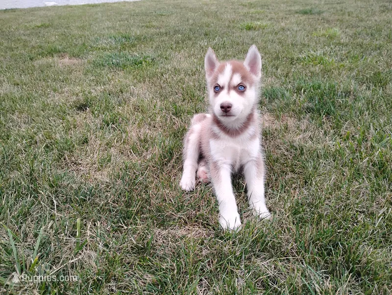 Regi – Siberian Husky puppy for sale in Spencerville, IN