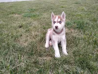 Regi, a male Siberian Husky for sale in Spencerville, IN – 1 of 9