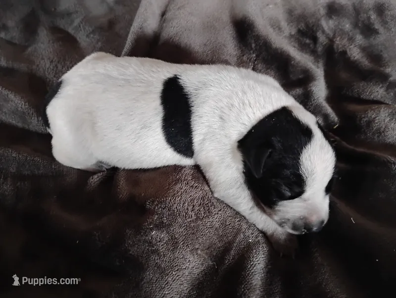 Olivia  – Australian Cattle Dog, German Shorthaired Pointer puppy for sale in Spencerville, IN