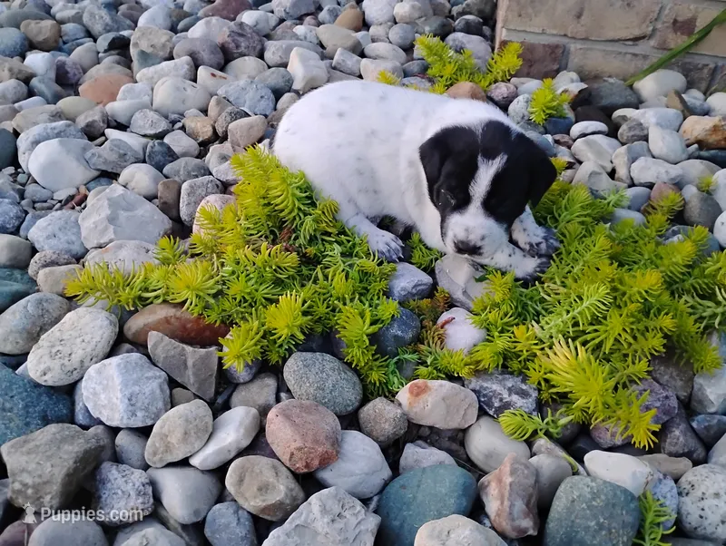 Omery  – Australian Cattle Dog, German Shorthaired Pointer puppy for sale in Spencerville, IN