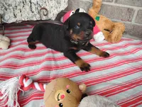 Tabby , a male Rottweiler for sale in Spencerville, IN – 2 of 6