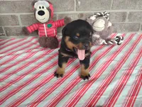 Kassy , a female Rottweiler for sale in Spencerville, IN – 8 of 9