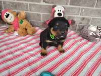 Ninja , a male Rottweiler for sale in Spencerville, IN – 3 of 6