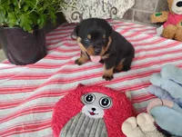 Autumn , a female Rottweiler for sale in Spencerville, IN – 3 of 8