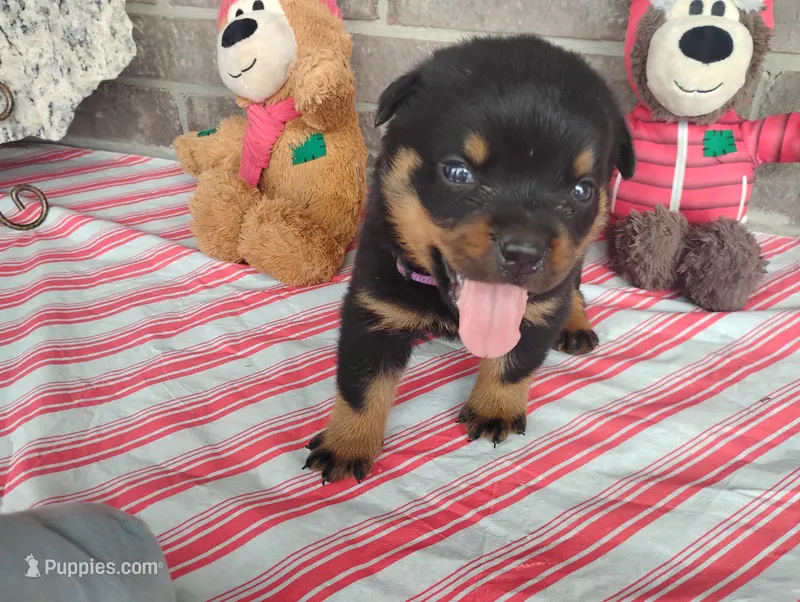 Kassy  – Rottweiler puppy for sale in Spencerville, IN